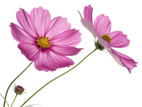 Two pink cosmos flowers bloom beautifully with delicate petals and yellow centers creating vibrant flower scene full of natural charm