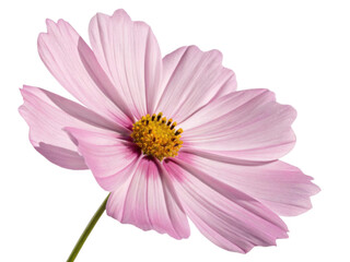 Fototapeta premium Delicate pink cosmos flower with soft petals and bright yellow center radiates natural beauty and gentle elegance in this close up image