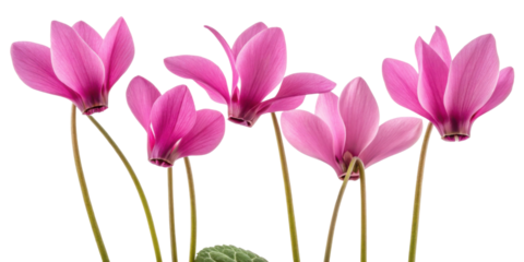 Bright pink cyclamen flower with delicate petals and slender stems creating charming and elegant floral display