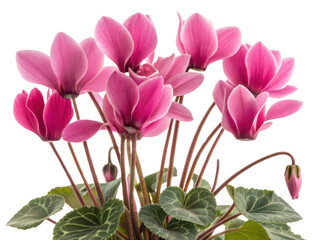Pink cyclamen flower with green leaves and delicate petals blooming in natural light creating fresh and vibrant floral display