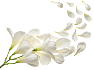 Beautiful freesia flowers gracefully scatter their delicate petals, creating serene and enchanting atmosphere