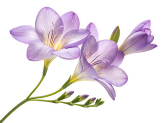 Fototapeta premium Freesia flowers bloom beautifully with delicate petals showcasing shades of purple and yellow, creating vibrant and cheerful atmosphere