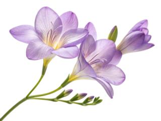 Freesia flowers bloom beautifully with delicate petals showcasing shades of purple and yellow, creating vibrant and cheerful atmosphere