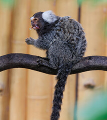 marmoset monkeys