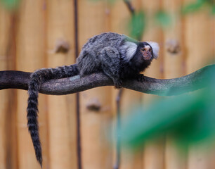 marmoset monkeys