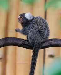 marmoset monkeys