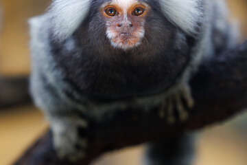 marmoset monkeys