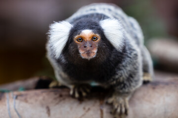 marmoset monkeys