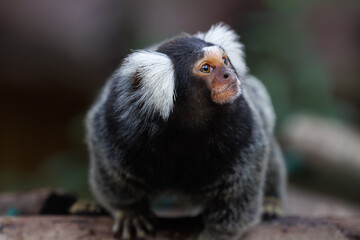 marmoset monkeys