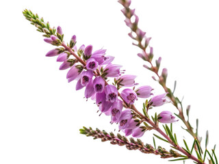 Fototapeta premium Beautiful heather flower with delicate pink blooms showcases nature elegance and charm in vibrant display of color and life