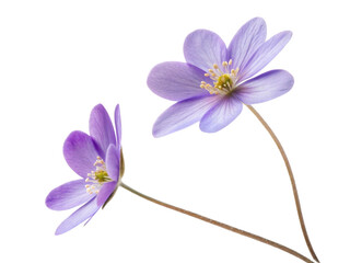 Fototapeta premium Primrose flowers bloom gracefully, showcasing their delicate purple petals and vibrant beauty in nature embrace