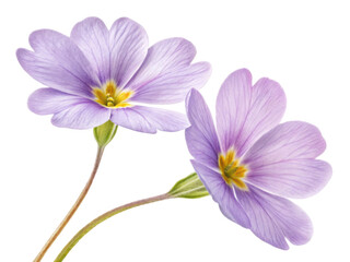 Fototapeta premium Primrose flowers bloom gracefully with delicate petals showcasing soft lavender hues and vibrant yellow centers, creating serene and uplifting