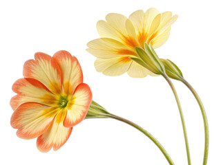 Fototapeta premium Primrose flowers bloom in vibrant colors showcasing their delicate beauty and charm. These lovely blossoms add touch of elegance to any garden