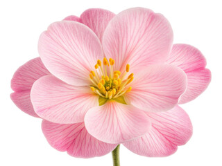Fototapeta premium Primrose flower blooms beautifully with delicate pink petals and vibrant yellow stamens, creating serene and uplifting atmosphere