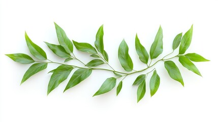 Fresh fern branch, realistic texture and symmetrical leaves, isolated on white background