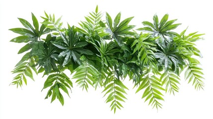 Obraz premium Fresh fern branch, realistic texture and symmetrical leaves, isolated on white background