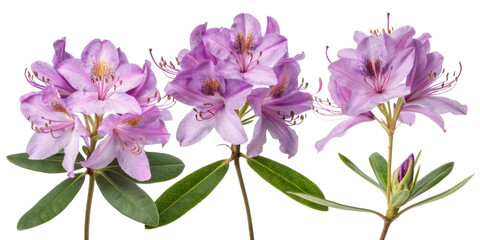Rhododendron flowers bloom beautifully with vibrant purple petals showcasing nature elegance and charm