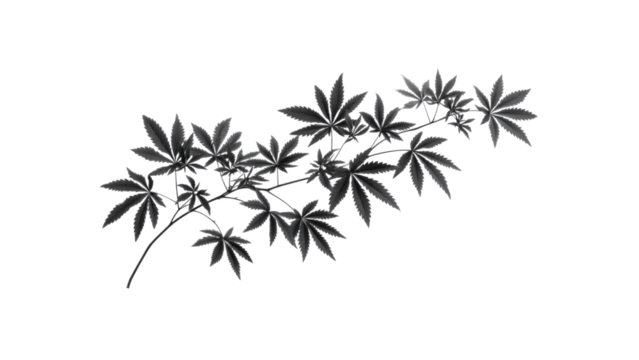 Elegant Monochrome Japanese Maple Branch Isolated on Transparent Background