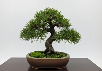  Japanese bonsai tree in ceramic pot isolated on transparent background © Png stock