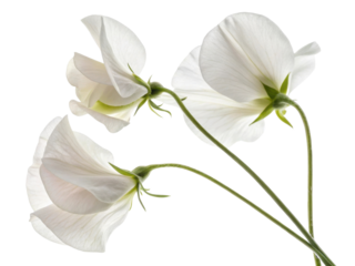 Sweet pea flowers bloom gracefully, showcasing their delicate petals and vibrant beauty in serene display of nature artistry