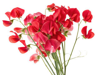 Sweet pea flowers bloom in vibrant red hues creating stunning bouquet that brings joy and beauty to any setting