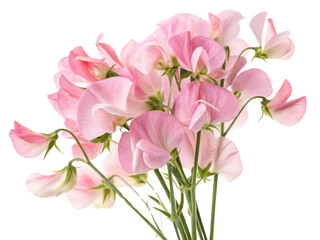 Obraz premium Sweet pea flowers bloom beautifully in soft pink hues creating delightful and charming bouquet that brightens any space