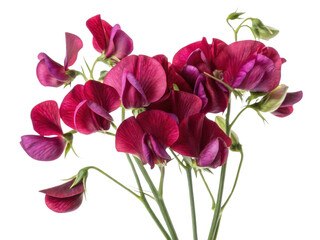 Sweet pea flowers bloom vibrantly in shades of pink and purple creating stunning display that captivates heart