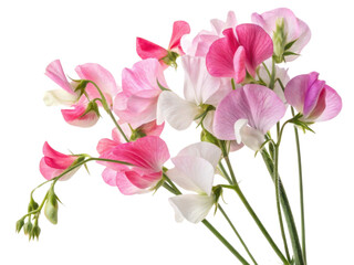 Sweet pea flowers bloom in delightful array of pink and white hues creating charming and vibrant display