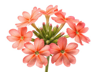 Verbena flowers bloom in soft shades of pink creating delicate and inviting atmosphere in any garden or floral arrangement