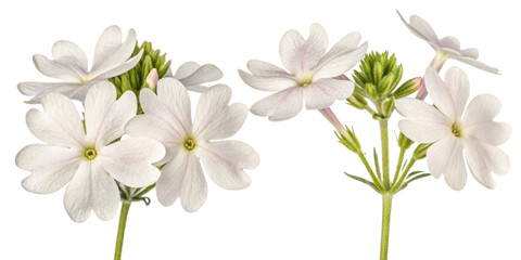 Fototapeta premium Beautiful verbena flowers bloom gracefully, showcasing delicate petals and vibrant green buds that evoke sense of tranquility and joy