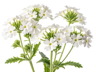 Beautiful verbena flowers bloom gracefully, showcasing delicate white petals that bring joy to any garden or floral arrangement