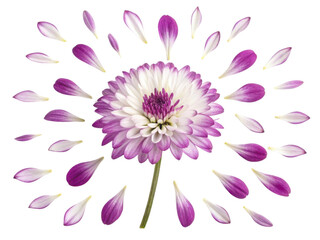 Vibrant verbena flower radiates beauty with its delicate petals creating stunning visual display that captivates senses