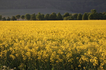 Obraz premium huge Field