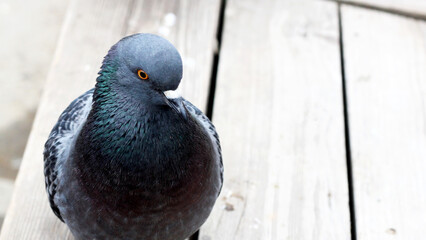 Beautiful blue dove on a bench very close