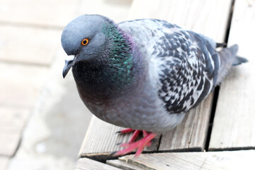 Beautiful blue dove on a bench very close