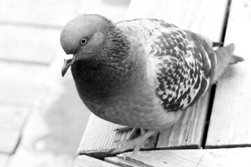 Beautiful blue dove on a bench very close