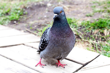 Beautiful blue dove on a bench very close