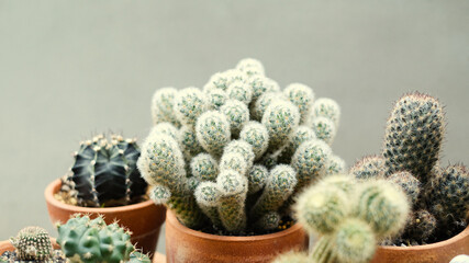 cactus in a pot