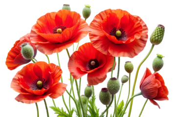 red poppies isolated on white