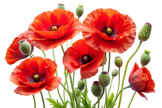 red poppies isolated on white