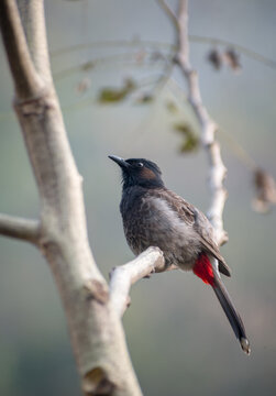 beautiful colourful red-vented bulbul on a brunch of tree captured near Rishi khola in sikkim 