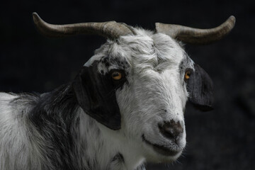 Close-Up Portrait Of A Goat With Amber Eyes