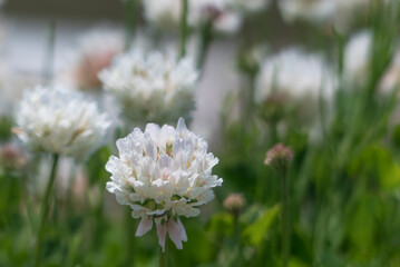 春の野原にシロツメクサが群生