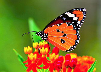 Obraz premium Plain Tiger Butterfly feeding on colorful flower in nature