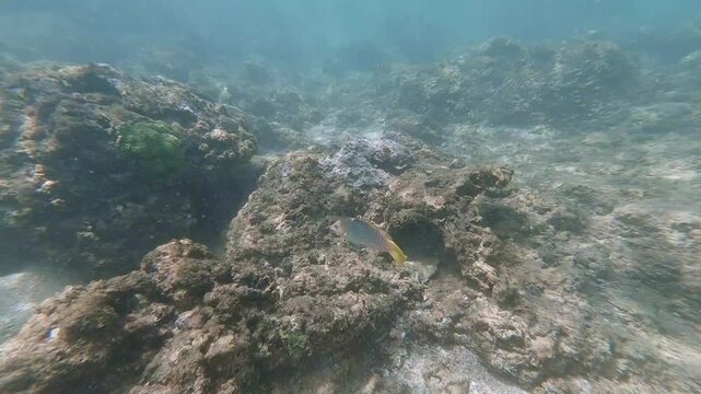 Halichoeres hortulanus in Sri Lanka &ndash; Colorful Wrasse in the Underwater World


