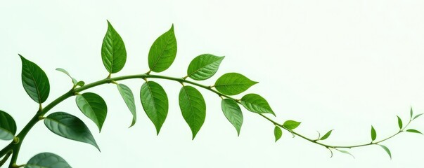Fototapeta premium Single stem of a tropical vine isolated on white background, jungle, greenery, verdant