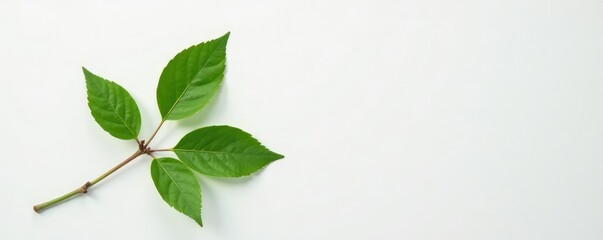 Fototapeta premium Single stem with leaves on a plain white surface, greenery, branch
