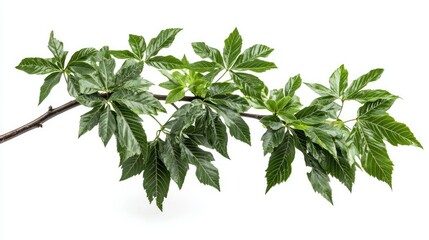 Tree of heaven branch isolated on white, compound leaf arrangement with central stem visible