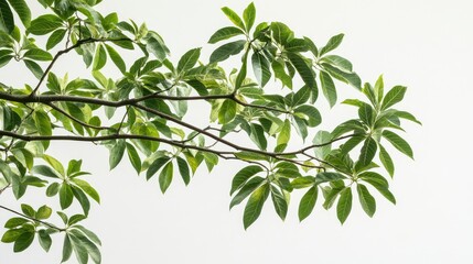 Fototapeta premium Tree of heaven branch isolated on white, compound leaf arrangement with central stem visible