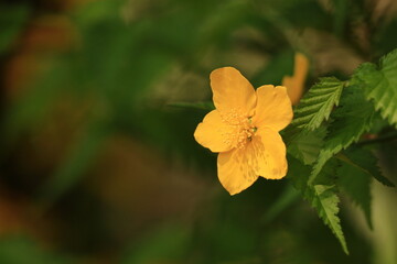 鮮やかな黄金色に咲く